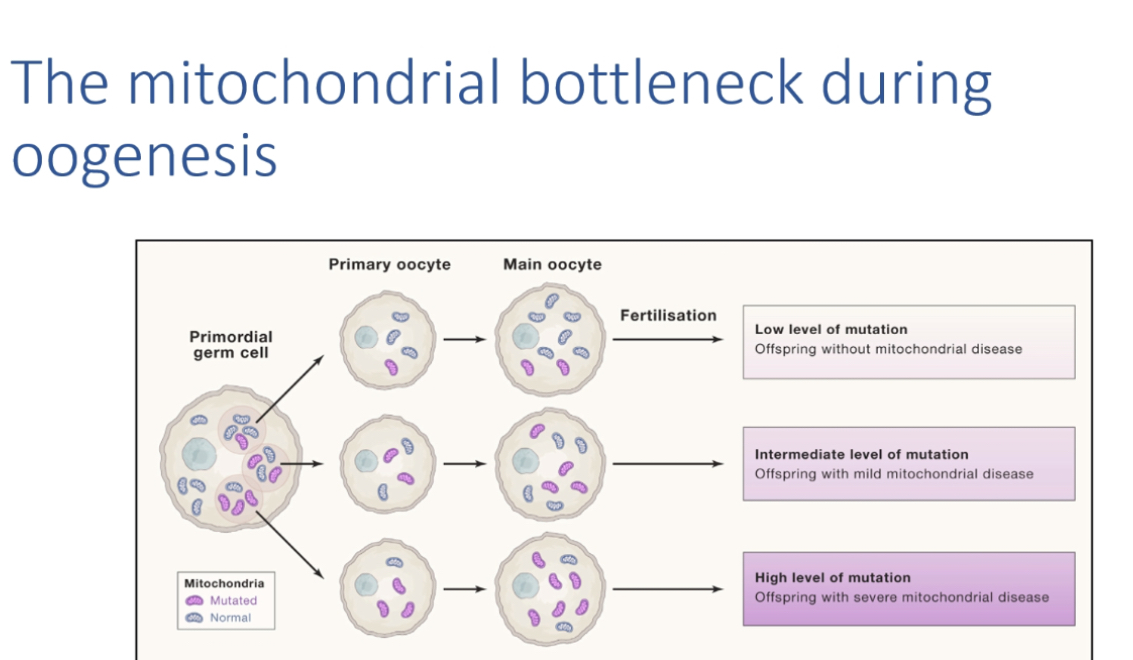 <p><span>During oogenesis, rapid change in heteroplasmy distribution creates unpredictable recurrence risk.</span></p>