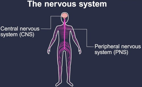 <p>central ns and peripheral ns</p>