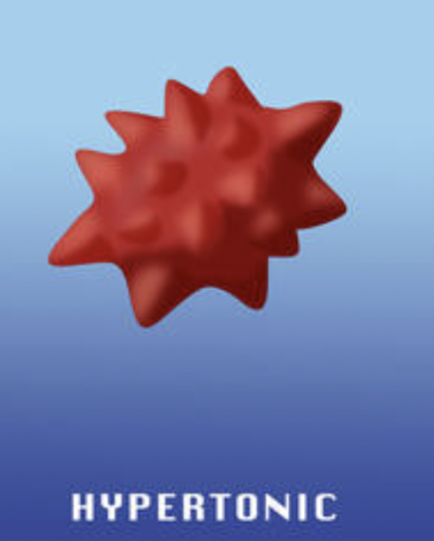 <p><strong>shrink</strong> &amp; <strong>shrivel</strong></p><p><strong>shrink </strong>after<strong> being hyper </strong><span data-name="sleeping" data-type="emoji">😴</span></p>