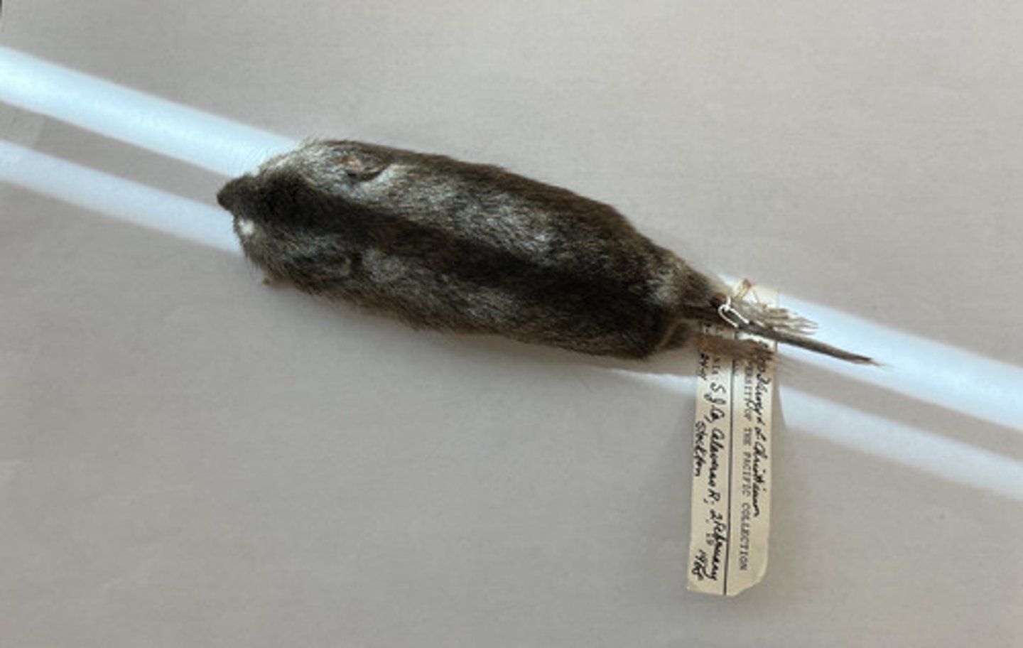 <p>- Part of Rodentia<br>- Six plantar tubercles. <br>- Incisive foramina not constricted posteriorly.</p>