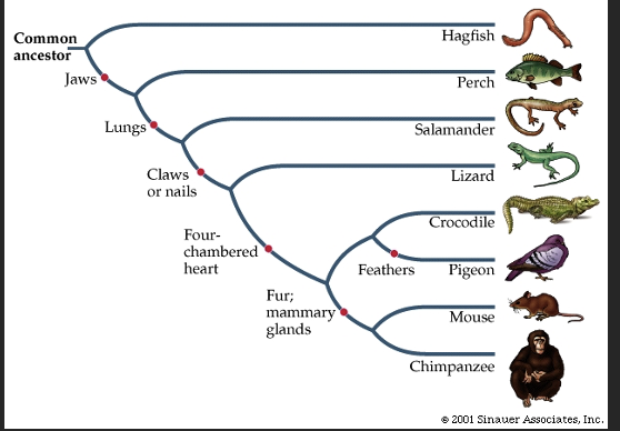 <p><span>What is the <strong>shared derived characteristic</strong> for the crocodile?</span></p>