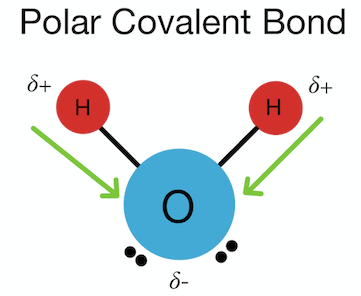 <p>which atom has a partial charge in a polar covalent bond</p>