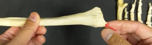 <p>longest pointy part </p>