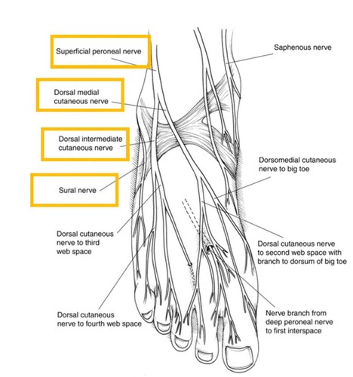 <p>Supplies innervation the lateral compartment (evertors) and most of the skin on the top (dorsum) of the foot.</p>