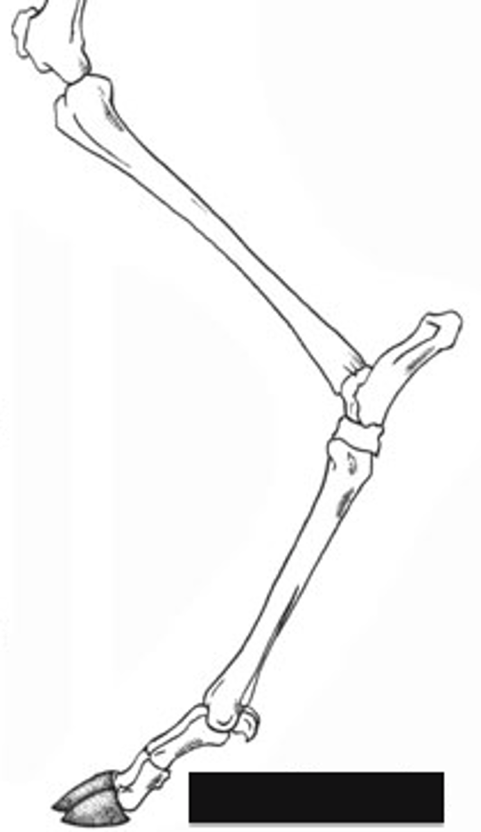 <p>Walking on the tips of digits (hooves); extreme cursorial adaptation.</p>