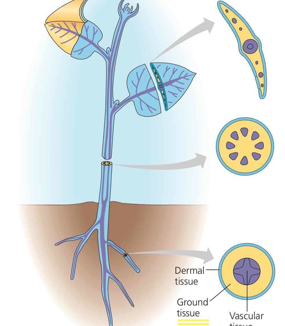 <p>Tissue system consisting of tissues neither dermal or vascular, composed of specialized cells for storage, photosynthesis, and support.</p>