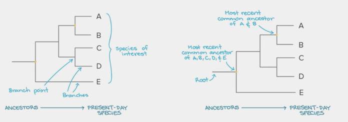 <ul><li><p>a diagram showing evolutionary relationships; can be for a single gene or genome</p></li><li><p>usually created with molecular evidence; nucleic acid or amino sequences, but can be created based on structural evidence as well</p></li></ul><p></p>