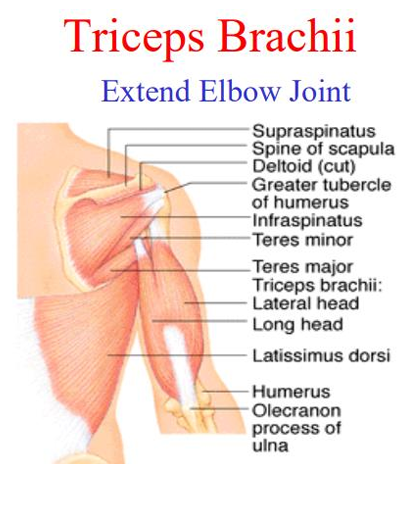 <p>extend elbow joint</p>