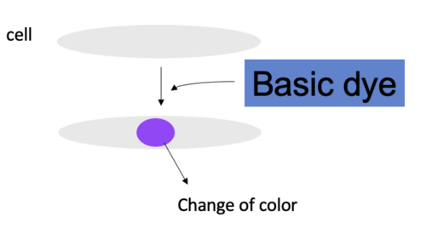 <p>What kind of romanosky stain?</p>