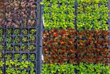 <p>Polyculture</p><p>This method relies on solar energy and natural fertilizers such as animal manure</p>
