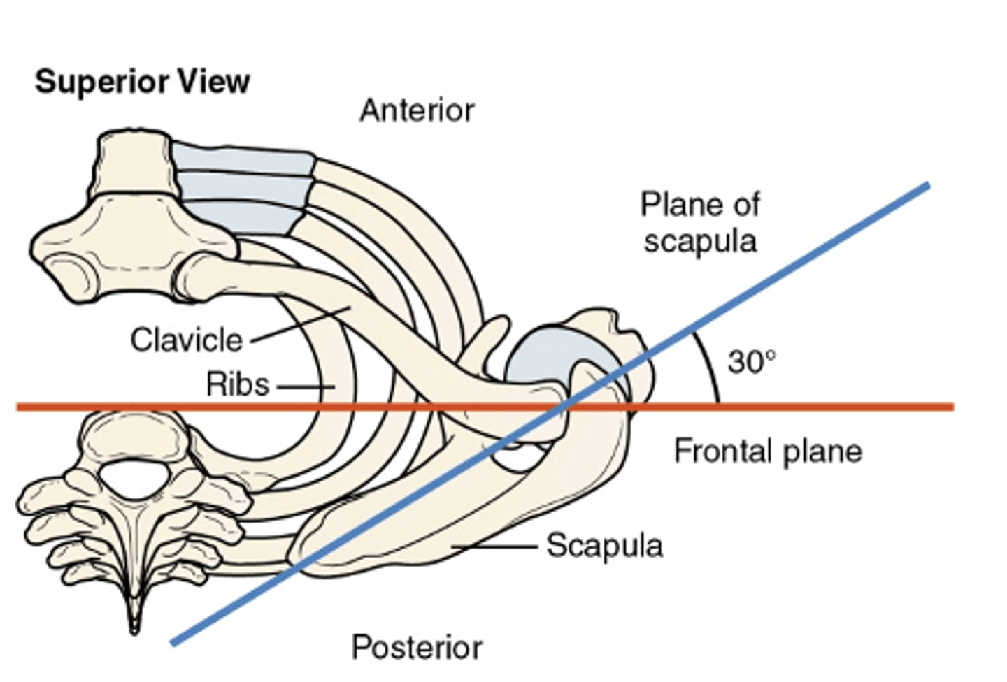 <p>is approximately 30 degrees forward of the frontal plane</p>