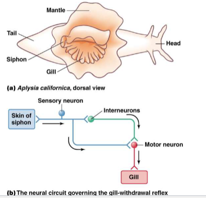 <p><span><span>Habituation</span></span></p>