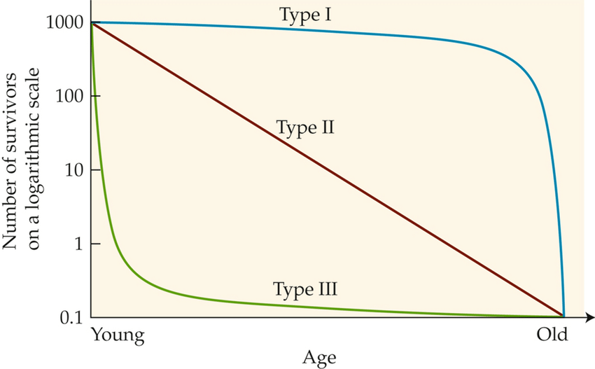survivorship curves 