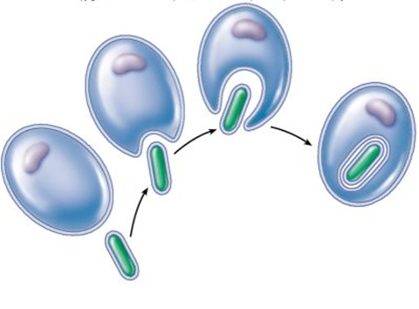 <p>"self-assembly required" - also known as the endogenous hypothesis; says eukaryotes arose directly from a single prokaryote ancestor by compartmentalization of functions brought about by infoldings of the prokaryote plasma membrane.</p><p>complex organelles, two types of chromosomes, and two types of ribosomes spontaneously appear</p>