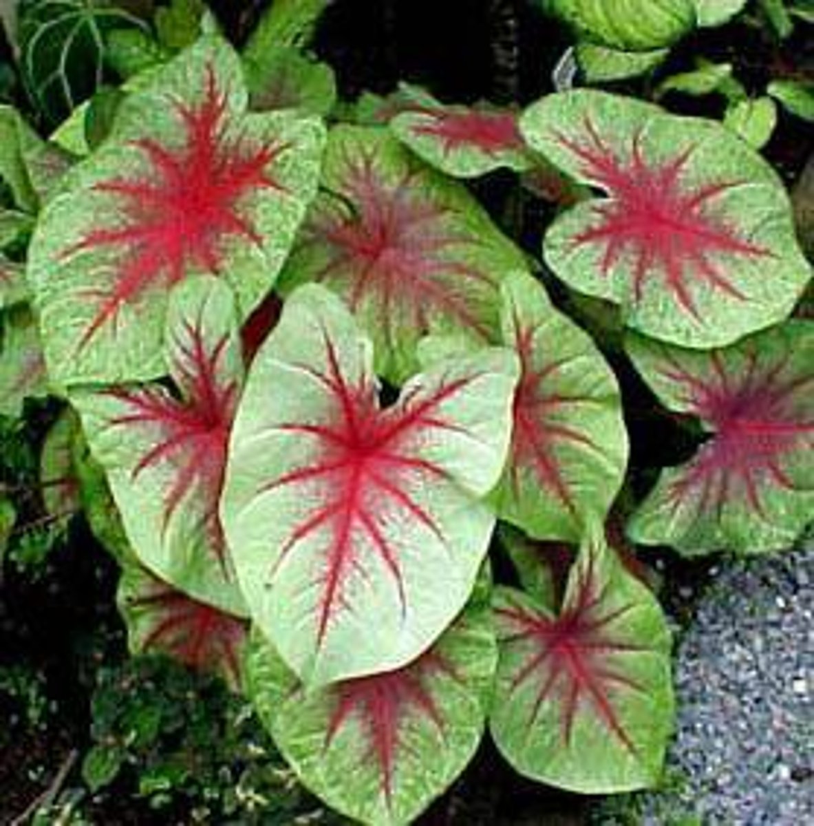 <p>Grows from a tuber</p><p>Plants grow in clumps 1-2.5' tall</p><p>One leaf per stem</p><p>Arrowhead-shaped leaves (~1.5' long) various shades of green mottled and blotched with pink, red, white or combinations thereof; distinctively colored veins</p><p>Calla-type flowers, if present, are usually hidden</p>
