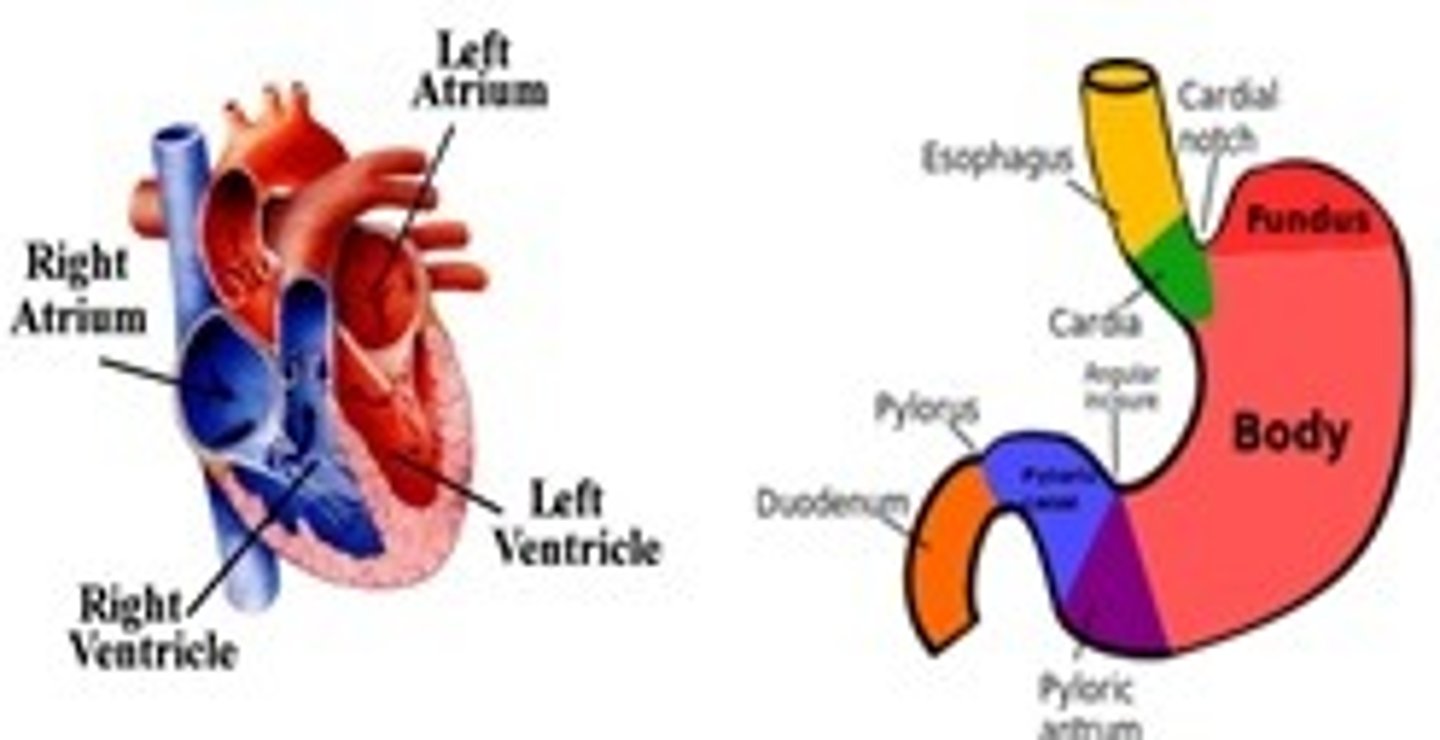 <p>(i) heart: (ii) cardia (upper portion of the stomach)</p>