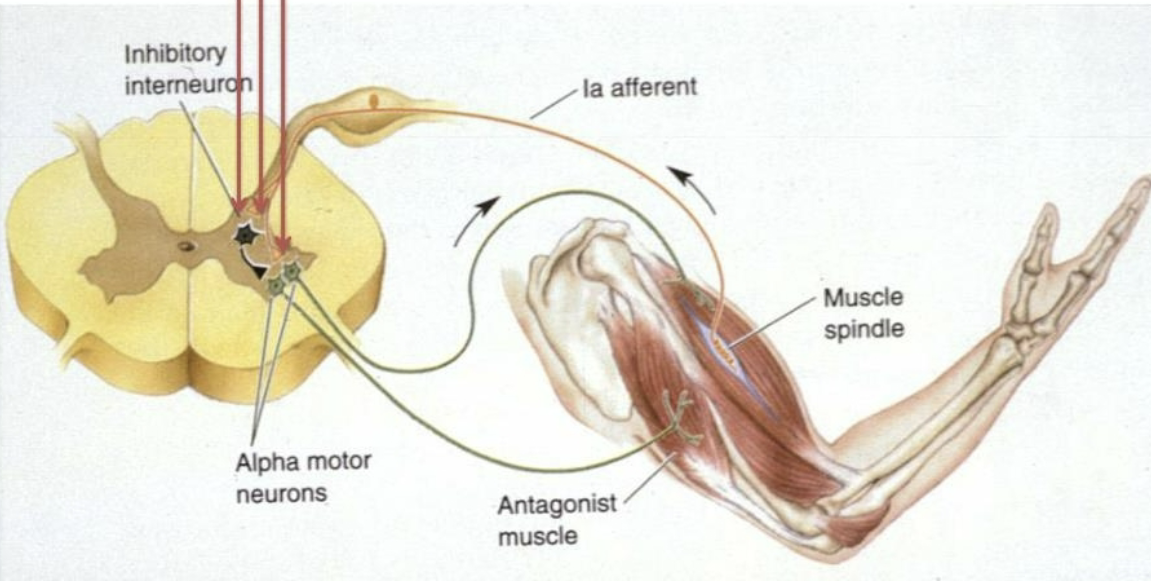 <p>Upper Motor Neuron Control- 2 types of tracts</p>