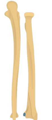 <p><span>Identify the bone marking in green.</span></p>