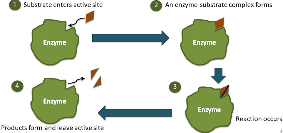 <p>Each enzyme has an active site. The shape of substrate is complementary to the shape of active site. When they bind, an <strong>enzyme-substrate complex</strong> is formed.</p>