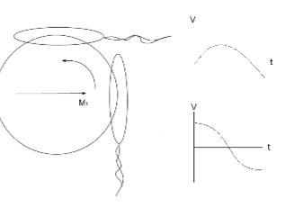 <p>Quadrature (Circularly Polarized - CP) Coil</p><ul><li><p>Transmit: produces a rotating Rf field rather than a single axis oscillating field to excite the nuclei more efficiently</p></li><li><p>Receive: the rotating magnetization induces signals in two coils placed 90 degrees to each other, creating a two channel system with a combined signal, giving a stronger and cleaner signal </p></li></ul><p></p>