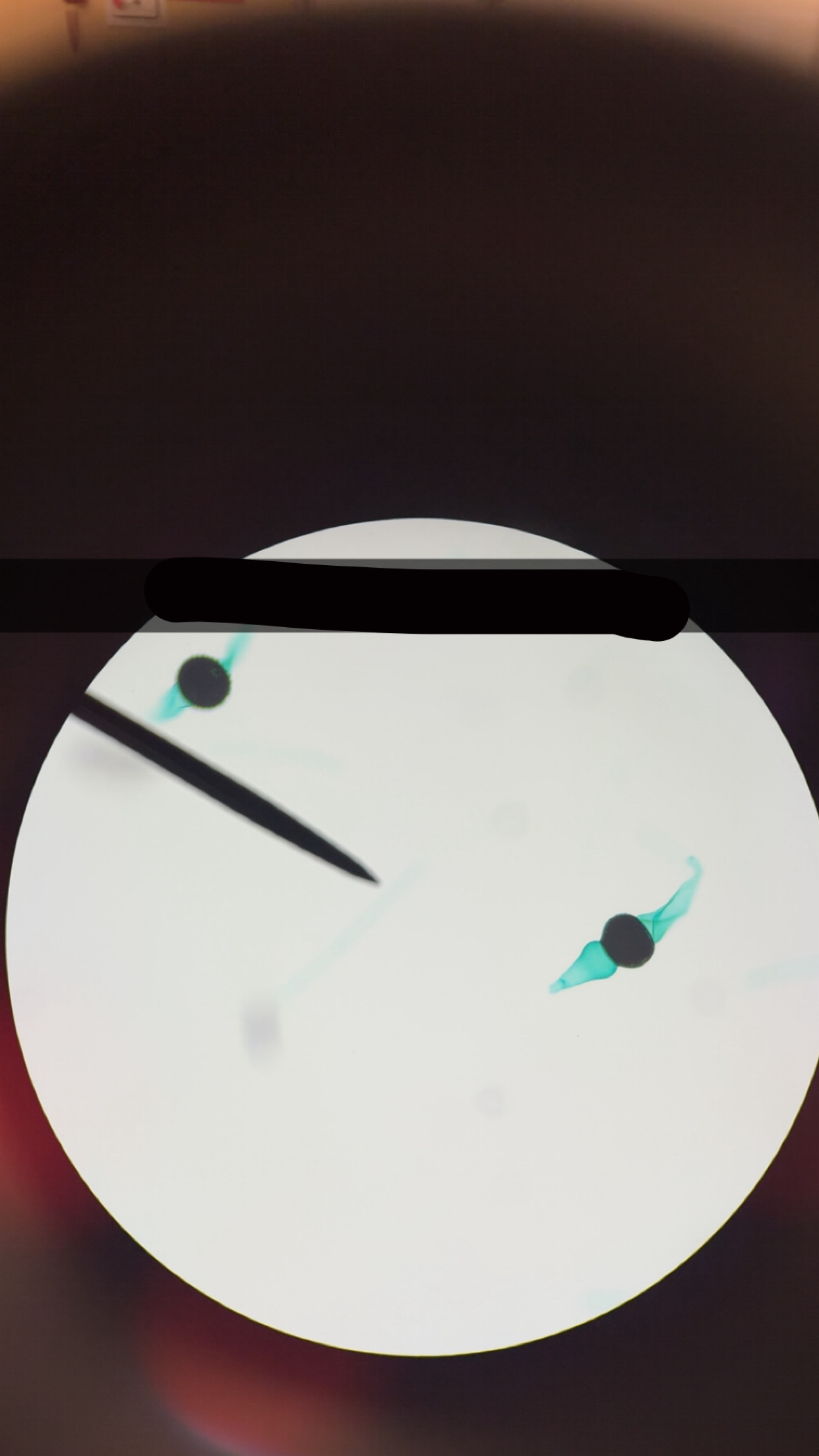 <p>What’s the name of this </p>
