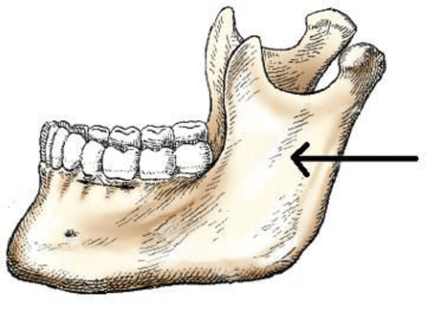 <p>b. ramus.</p><p>3 multiple choice options</p>