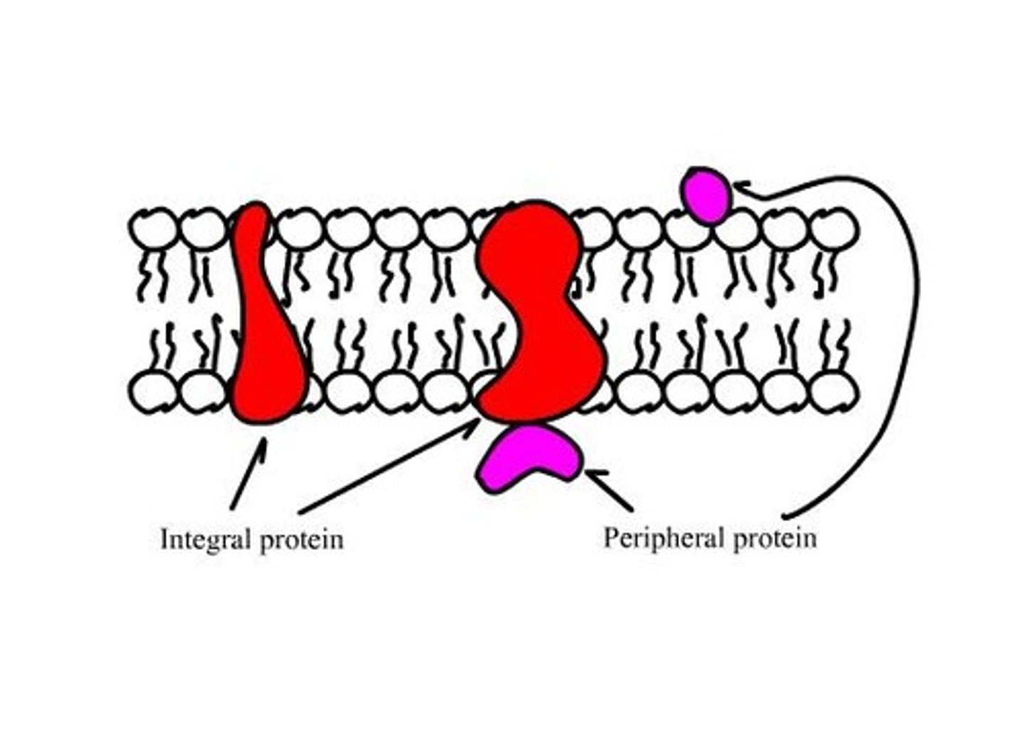 <p>Embedded in the lipid bilayer and has areas that interact with water/lipids.</p>