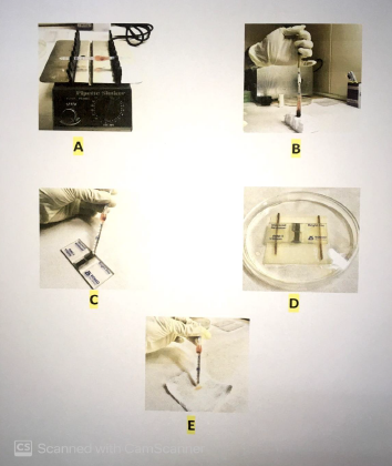 <p>Which set-up allows the diluting fluid to completely do its function?</p>