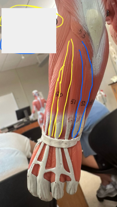 <p>What muscle is the yellow line indicating?</p>