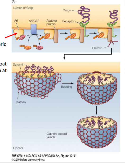 <p>(monomeric GTPase) regulates clathrin coat formation at the Golgi</p>