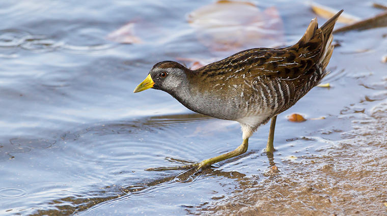 <p>Small rail with yellow bill and black mask. Heard more than seen.</p>