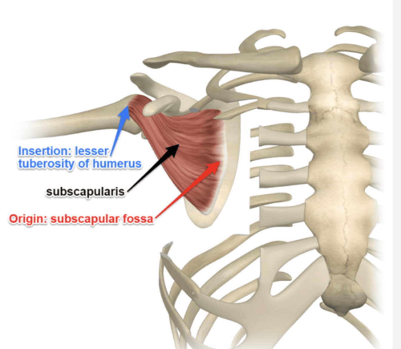 <p>1) anterior (costal) component the subscapular fossa</p><p>facing the thoracic cage for subscapularis muscle attachment</p><p>2) posterior component divided by the spine into the infraspinous and supraspinous fossae.</p>