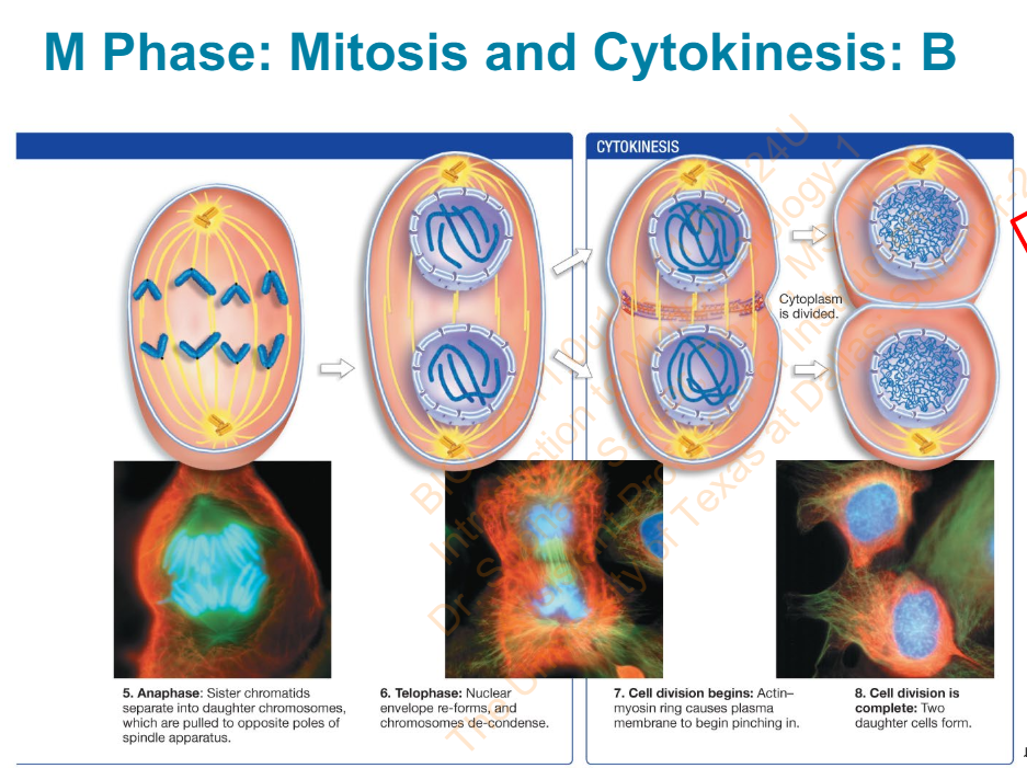 <ol start="5"><li><p>Anaphase</p><ol><li><p>Sister chromatids separate into daughter chromosomes which are pulled to opposite poles of spindle apparatus</p></li></ol></li><li><p>Telophase</p><ol><li><p>Nuclear envelope re-forms and chromosomes de-condense</p></li></ol></li><li><p>Cell division begins:</p><ol><li><p>Actin-myosin ring case plasma membrane to begin pinching in</p></li></ol></li><li><p>Cell division is complete:</p><ol><li><p>Two daughter cells form</p></li></ol></li></ol>