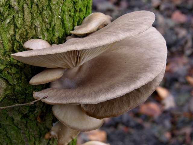 <p>What fungus is this? (Common name)</p>