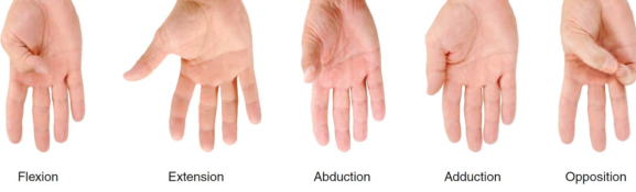 <p>abduction &amp; adduction of the thumb</p>