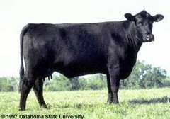 -Originated in SCOTLAND, introduced to US in 1873. 
-Solid black (polled), medium sized.
-Great marbling and early maturity.