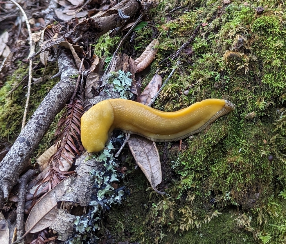 <p>Identify the phylum, class, and genus of this animal</p>