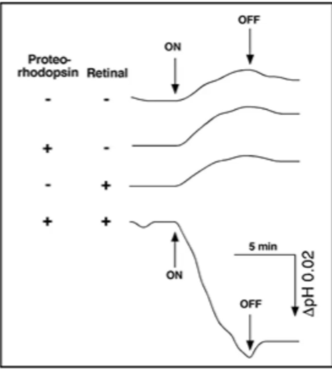 <p>beginning and cessation of illumination is indicated by the ON and OFF arrows</p>