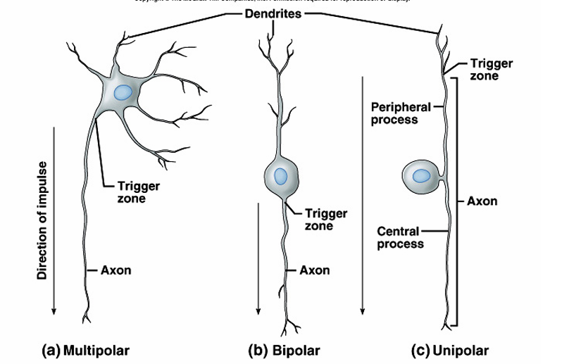 <ul><li><p>Bipolar neurons:</p><ul><li><p>2 extensions (processes)</p></li><li><p>Eyes, ears, nose</p></li></ul></li><li><p>Unipolar neurons</p><ul><li><p>One extension </p></li><li><p>Ganglia of PNS</p></li><li><p>Sensory</p></li></ul></li><li><p>Multipolar neurons:</p><ul><li><p>99% of neurons </p></li><li><p>Many extensions</p></li><li><p>Most neurons of CNS</p></li></ul></li></ul><p></p>
