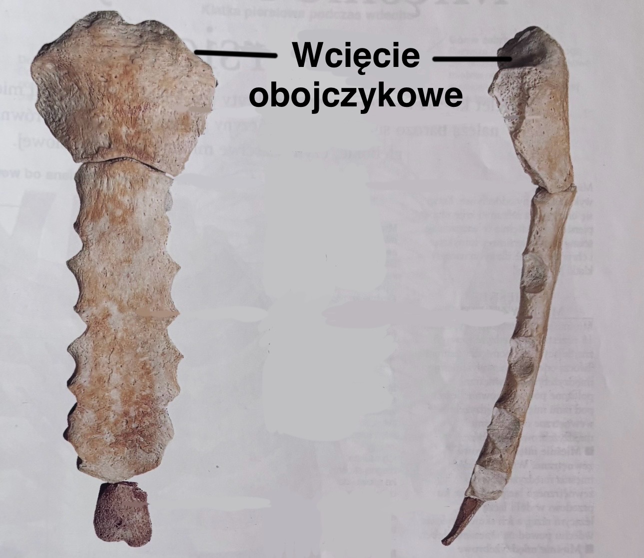 <p>Wcięcie obojczykowe</p><p>(z opisem)</p>
