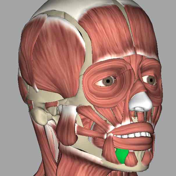 <p>Muscle that elevates the skin of the chin and protrudes the lower lip.</p>