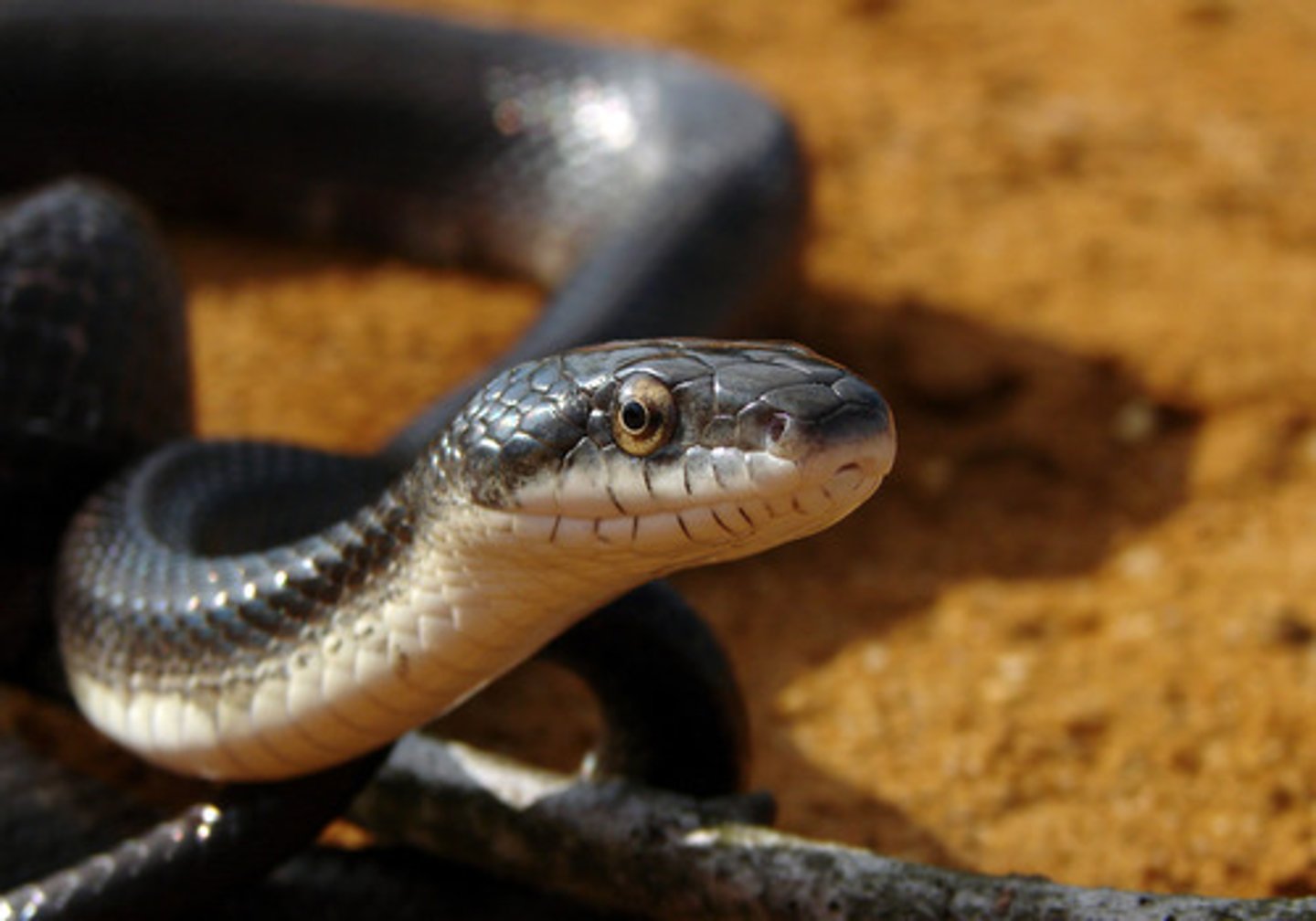 <p>snake, serpent</p>