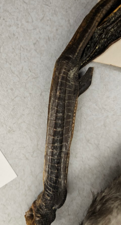 <p>the visible layer of plates have serrations</p>