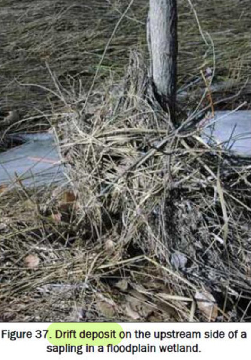 <p>debris that collects from upstream in patches</p>