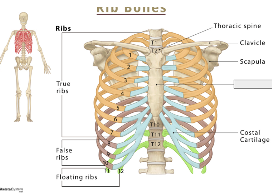 <p>Name for the covered bone</p>