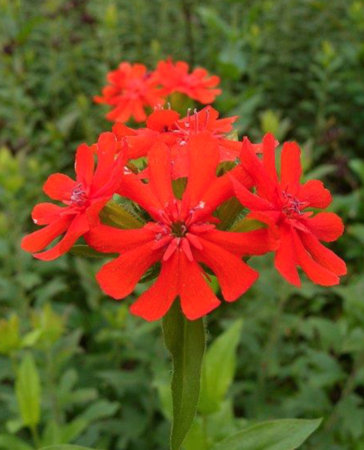 <p>Sun</p><p>Cottage and pollinator garden</p>