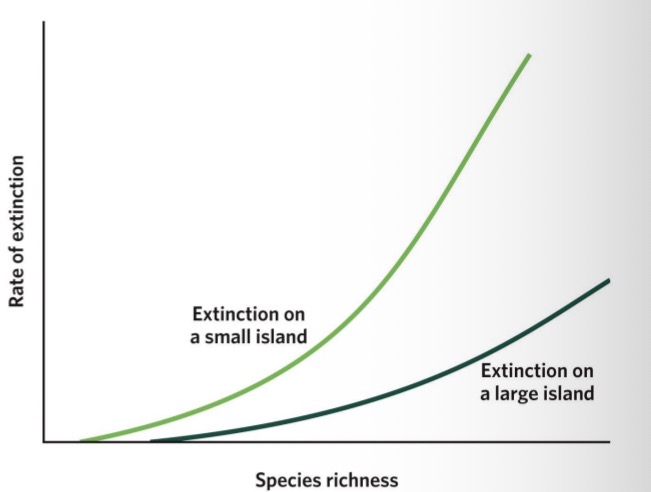 <ul><li><p>Higher species richness results in higher extinction rates because (a) more species can go extinct when more species are present; and (b) higher species richness leads to increased competition for limited resources, leading to smaller population sizes and higher extinction probabilities for each species.</p></li><li><p>Island size influences extinction rates: higher extinction rates for smaller islands because increased resource limitation leads to smaller population sizes and higher extinction probabilities for each species.</p></li></ul><p></p>