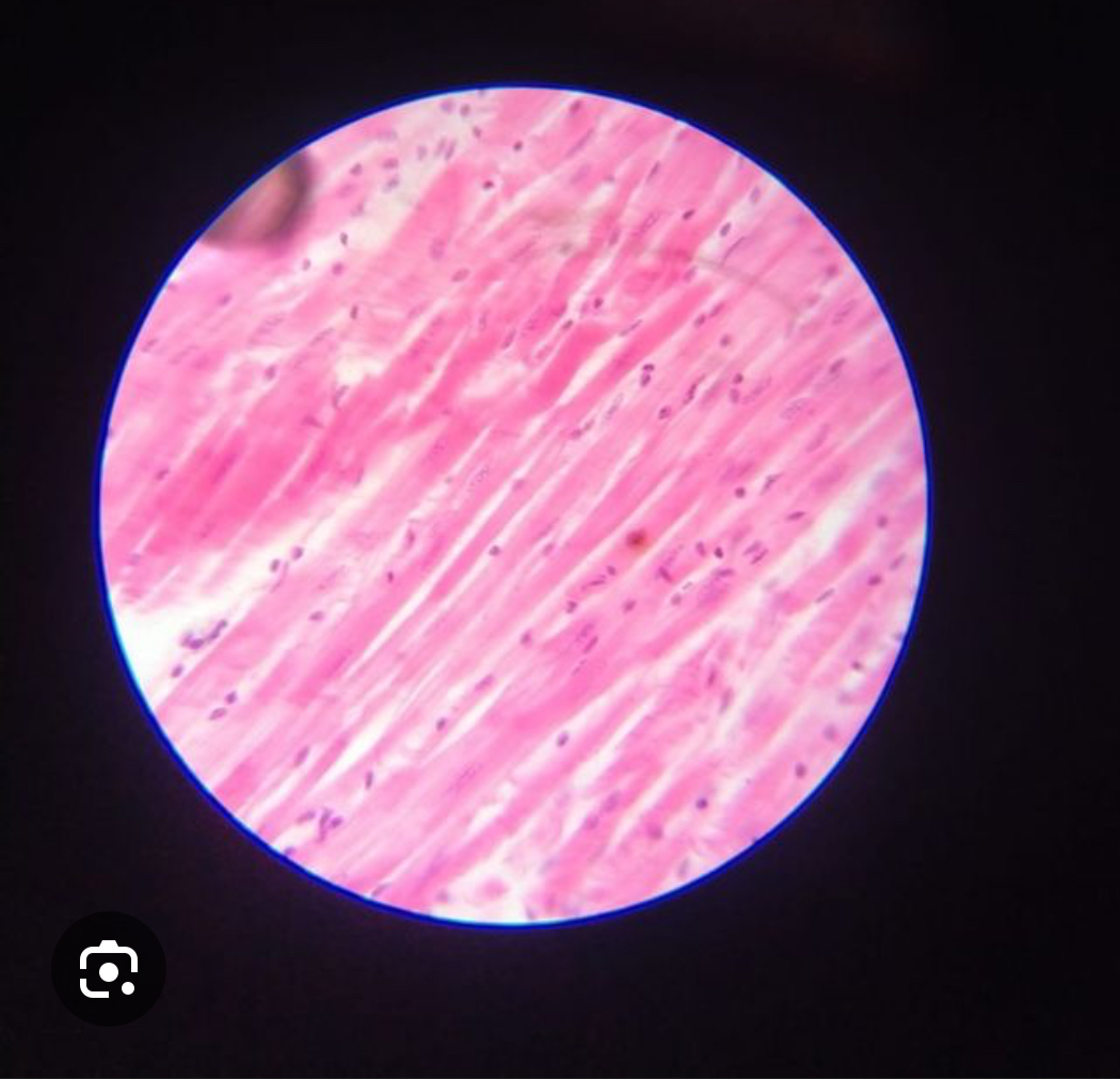 <p>What cell is this</p>