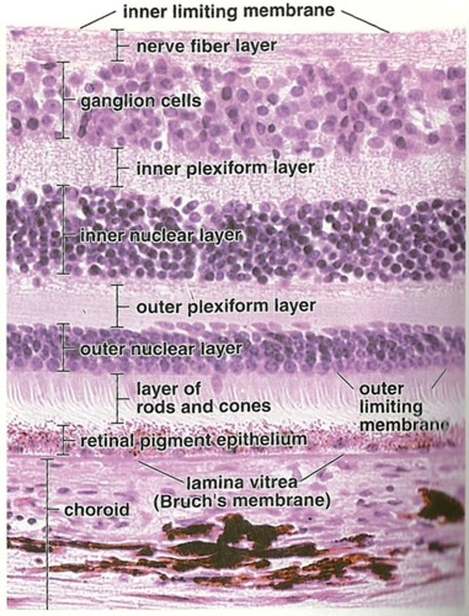 <p>-RPE</p><p>-Photoreceptor layer</p><p>-Outer limiting membrane</p><p>-Outer nuclear layer</p><p>-Outer plexiform layer</p><p>-Inner nuclear layer</p><p>-Inner plexiform layer</p><p>-Ganglion cell layer</p><p>-Nerve fiber layer</p><p>-Internal Limiting membrane</p>