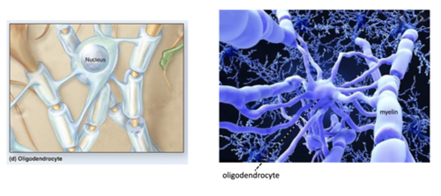 <p>what is the function of the oligodendrocyte? they are relatively large w/bulbous body and slender process</p>